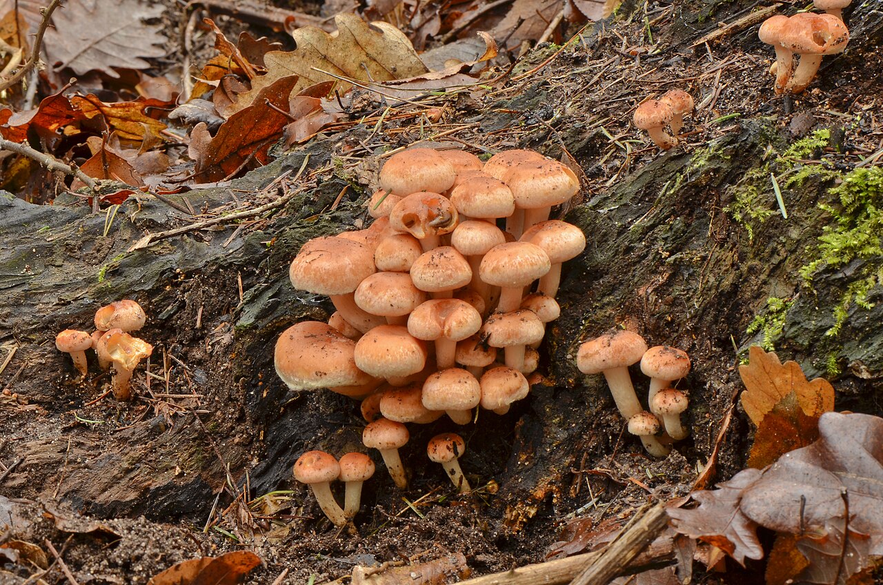 Underside of Brick Cap mushroom showing pale yellowish gills turning purplish-brown