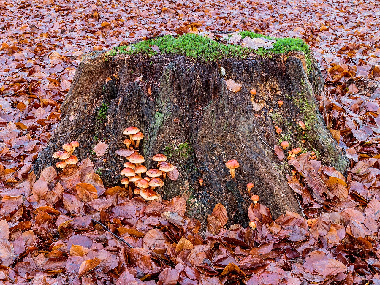 Young Brick Cap mushrooms with convex caps and whitish veil remnants at cap margins