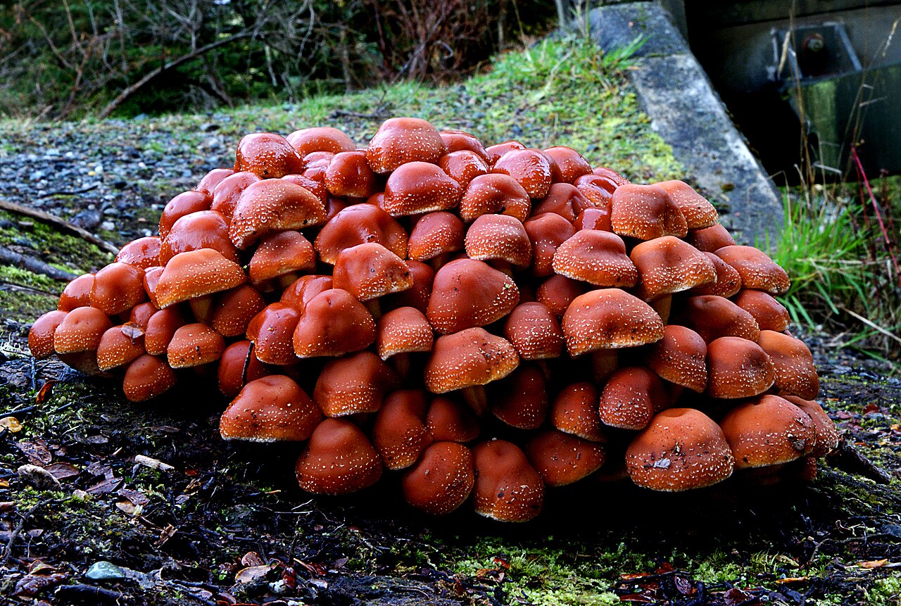 Brick Cap mushrooms fruiting from a decaying oak stump in autumn deciduous forest