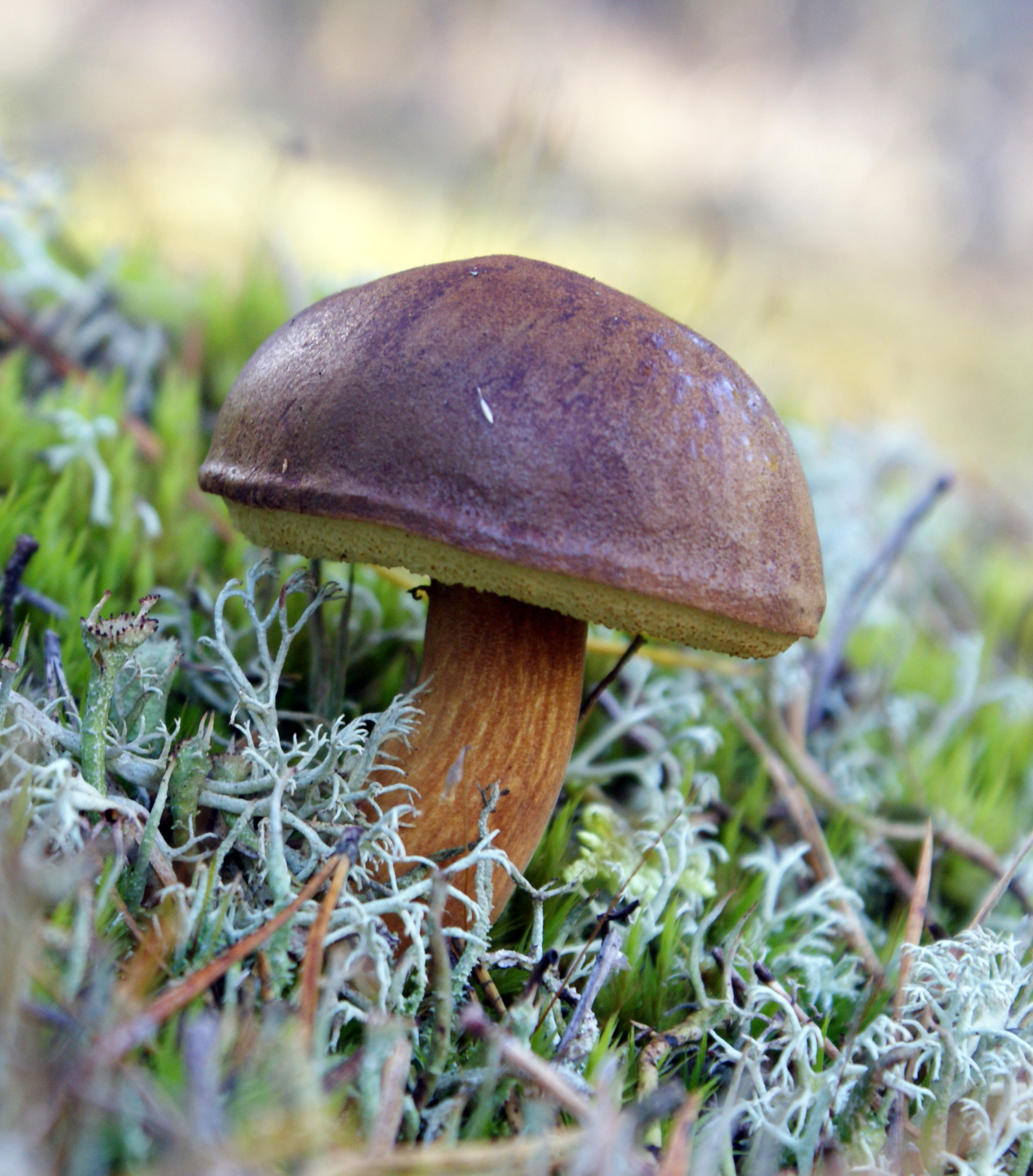 Bay Bolete (Imleria badia) with dark chestnut-brown cap growing among pine needles on forest floor