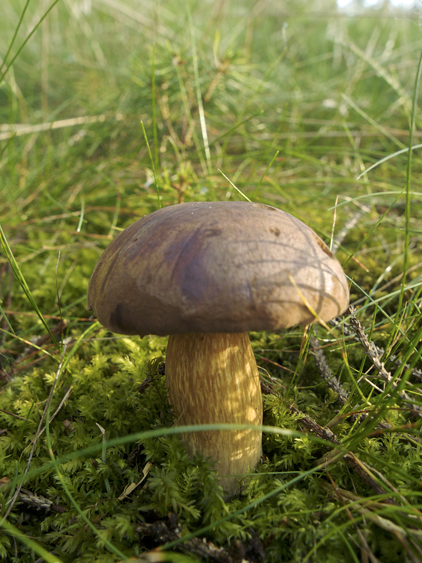 Several Bay Boletes growing together in moss under pine trees