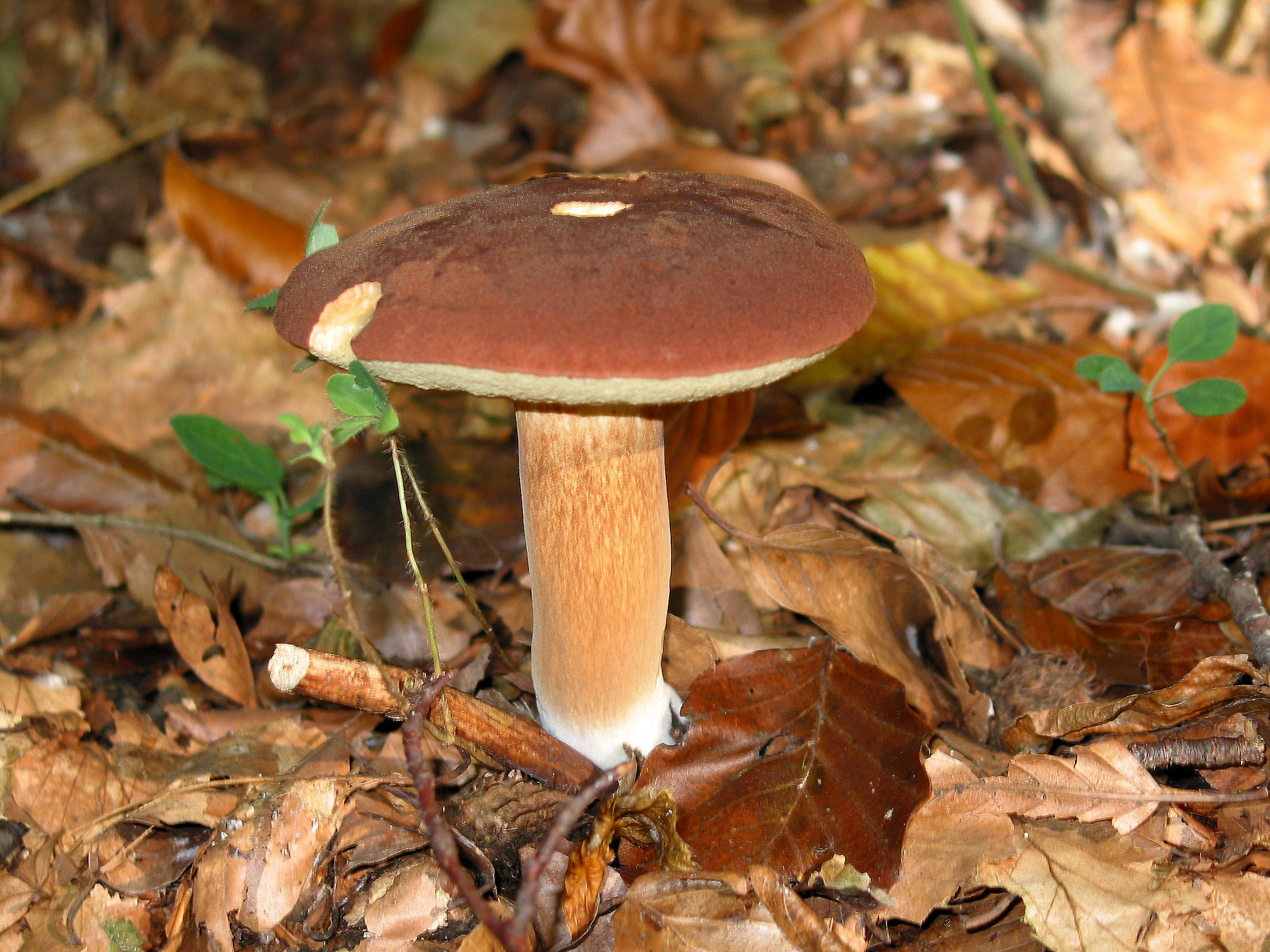 Bay Bolete stem showing brown streaks without the white reticulation pattern found on porcini