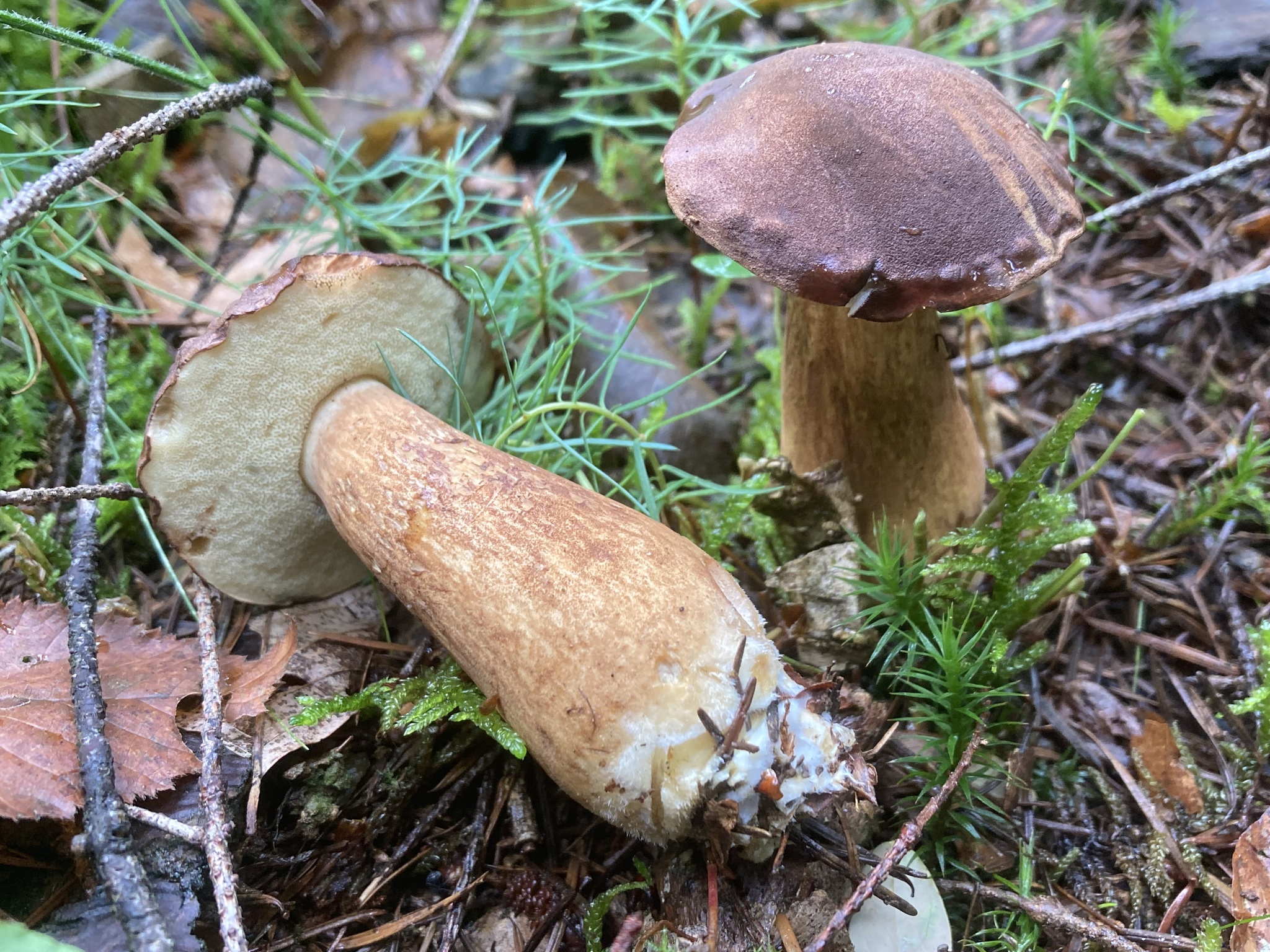 Bay Bolete in typical habitat among moss and pine needles in coniferous forest