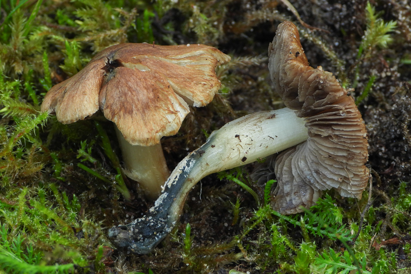 Green-Staining Inocybe (Inocybe aeruginascens) wild specimen