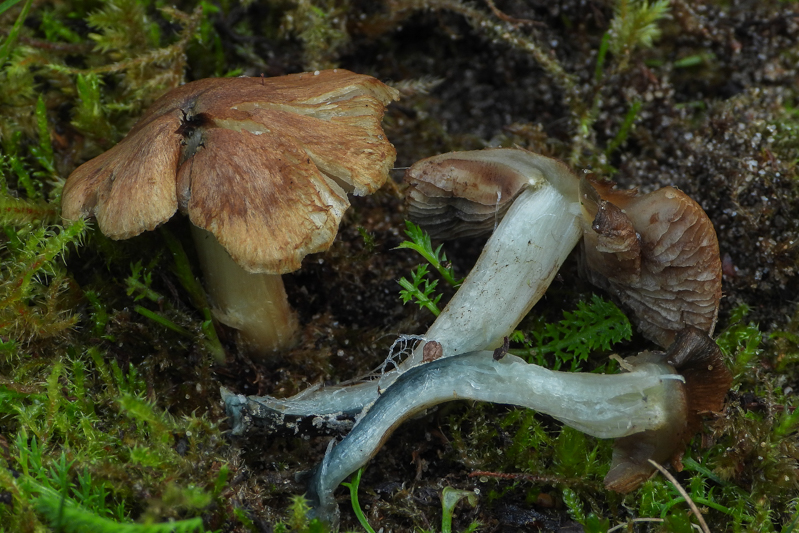 Green-Staining Inocybe (Inocybe aeruginascens) wild specimen
