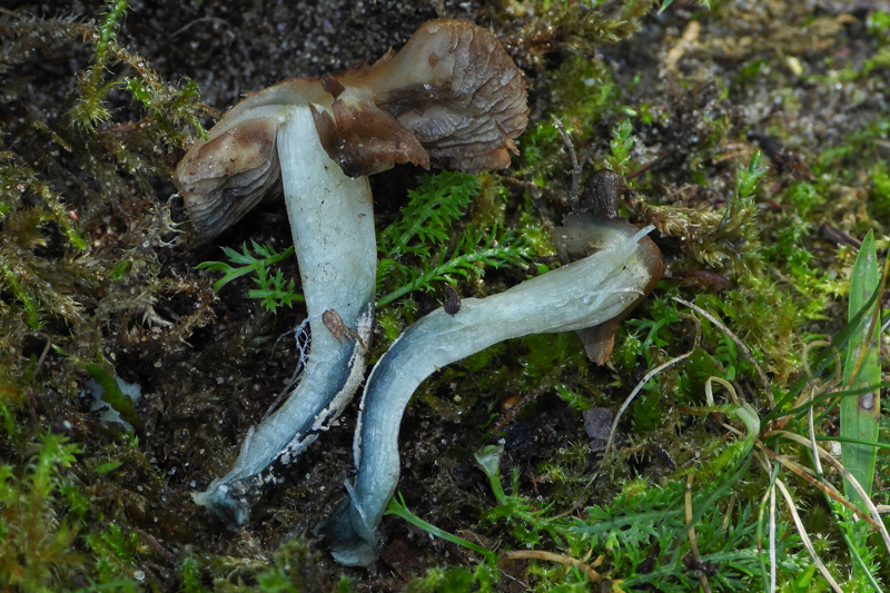 Green-Staining Inocybe (Inocybe aeruginascens) wild specimen