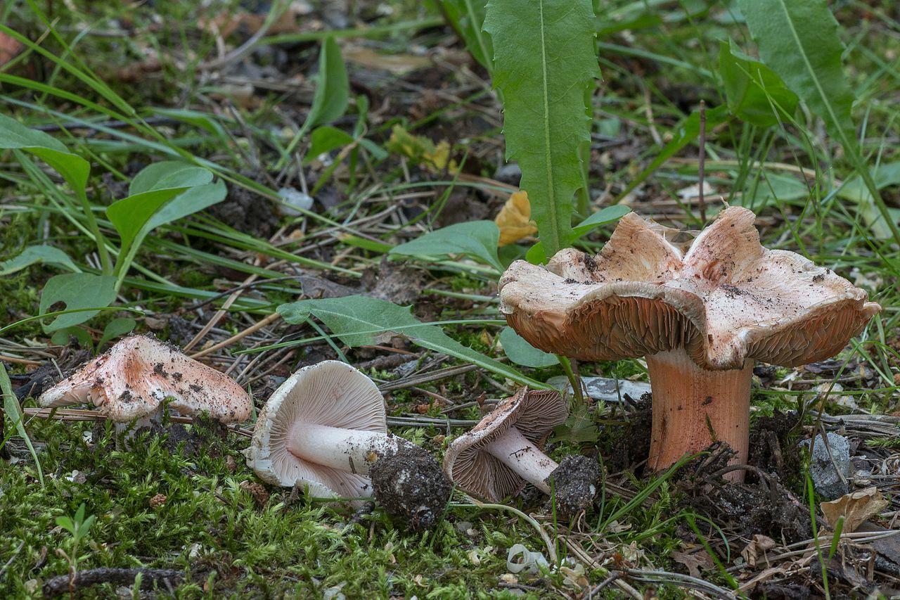 Inocybe erubescens growing on forest floor among leaf litter in Siberia