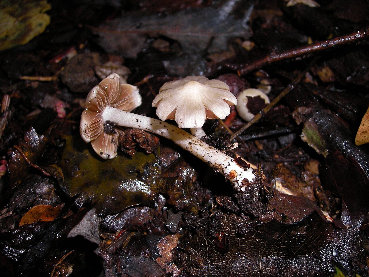 Cluster of Deadly Fibrecap mushrooms showing characteristic pale caps and crowded growth
