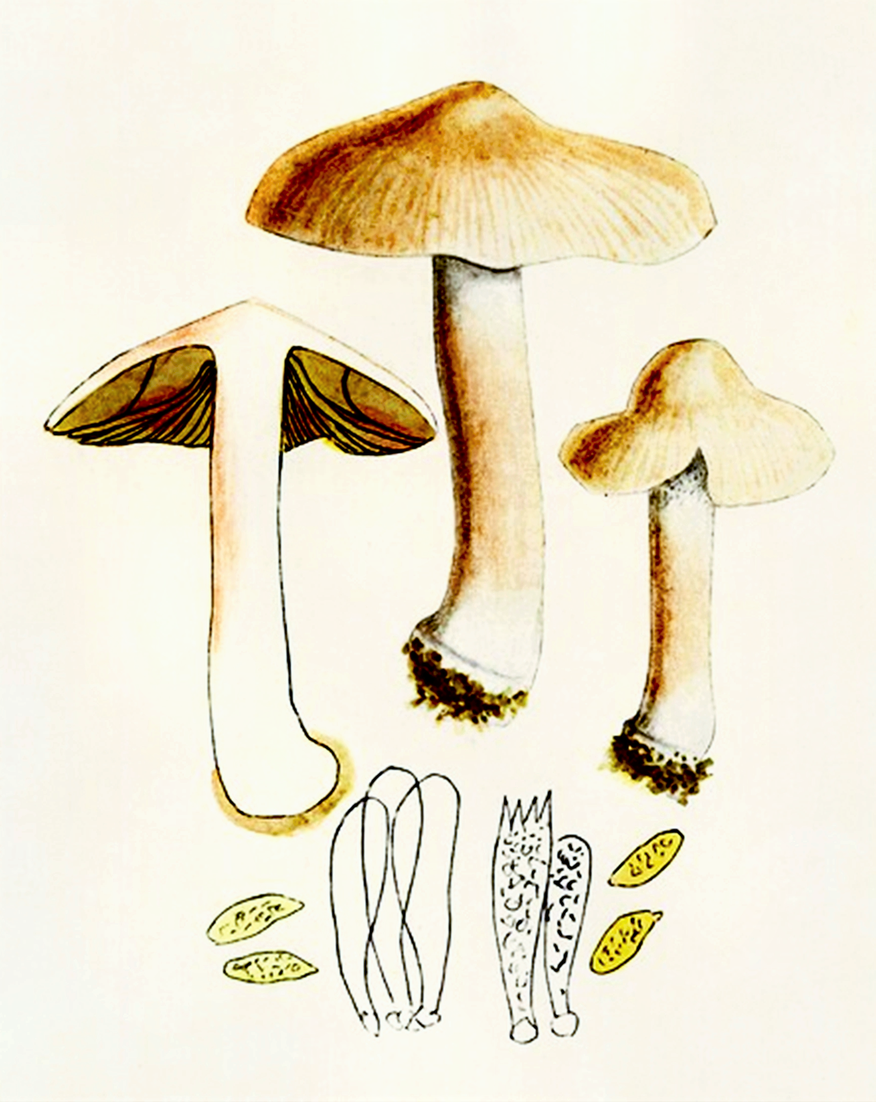 Historical botanical illustration of Inocybe patouillardii by Giacomo Bresadola showing cap, gills, and stem details