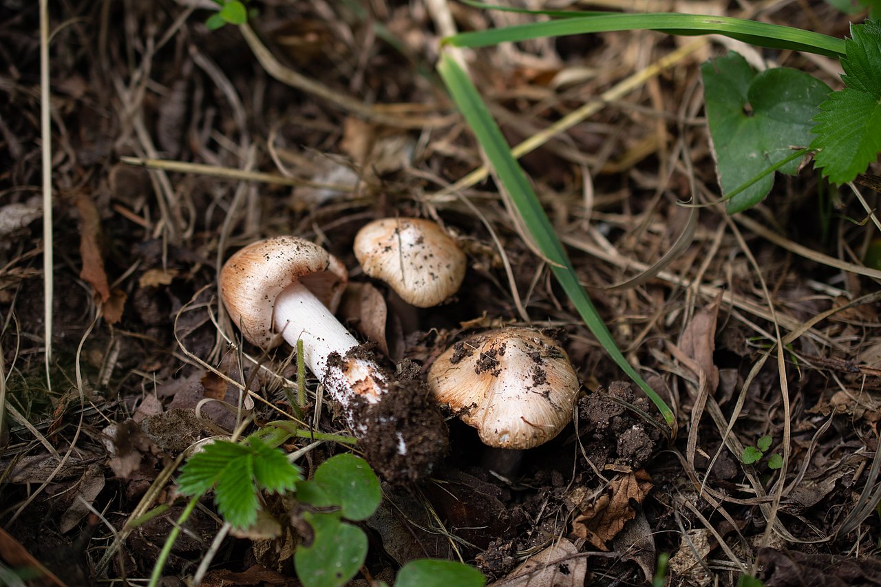 Inosperma erubescens specimen in field showing fresh pale cap and stem