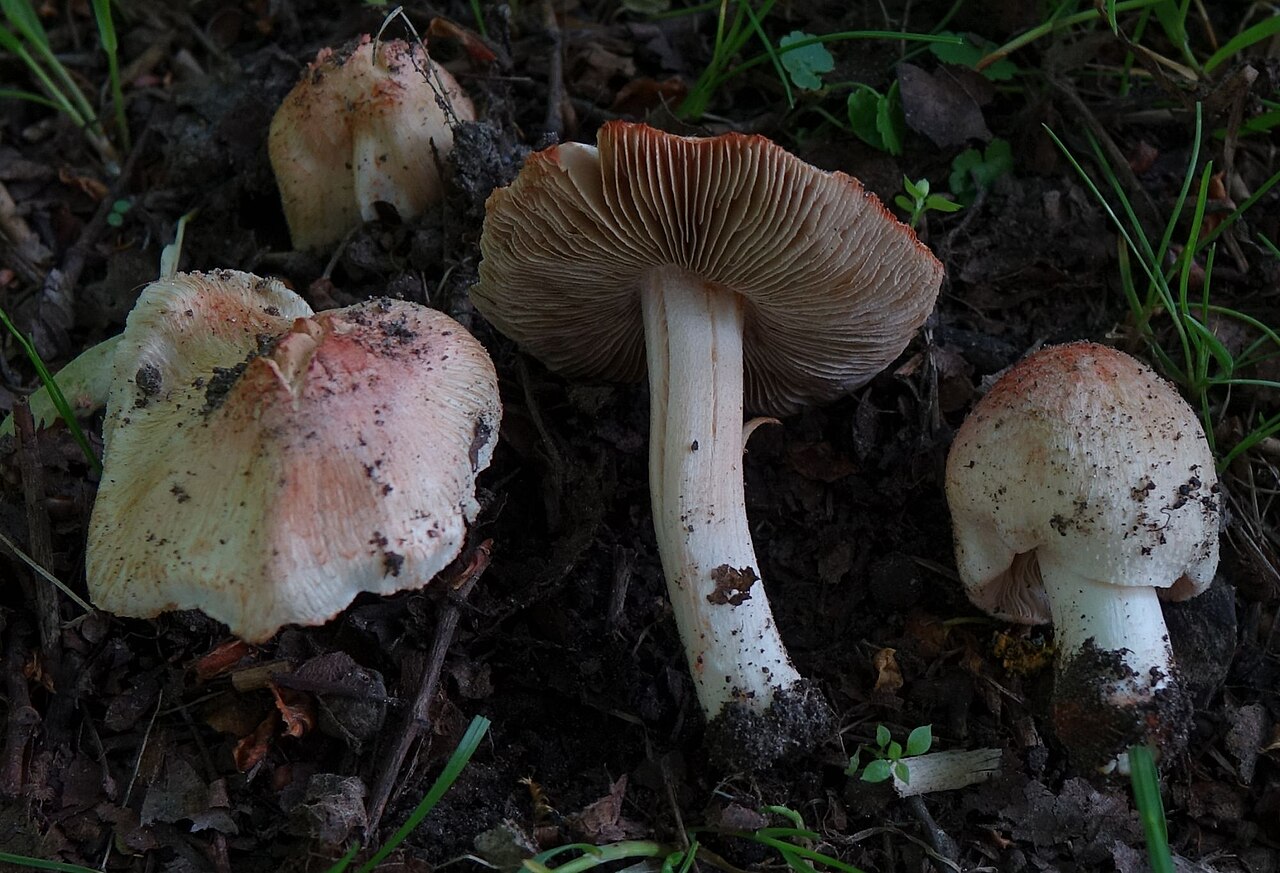 Deadly Fibrecap gills detail