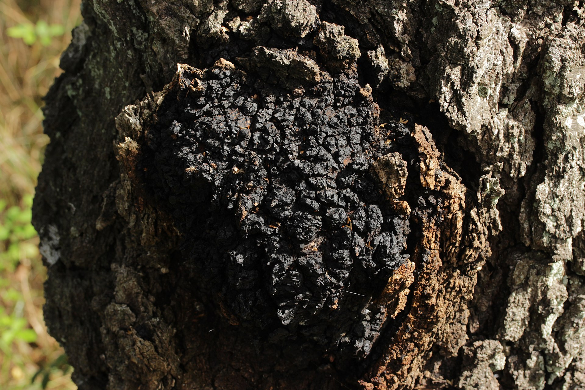 Chaga (Inonotus obliquus) wild specimen