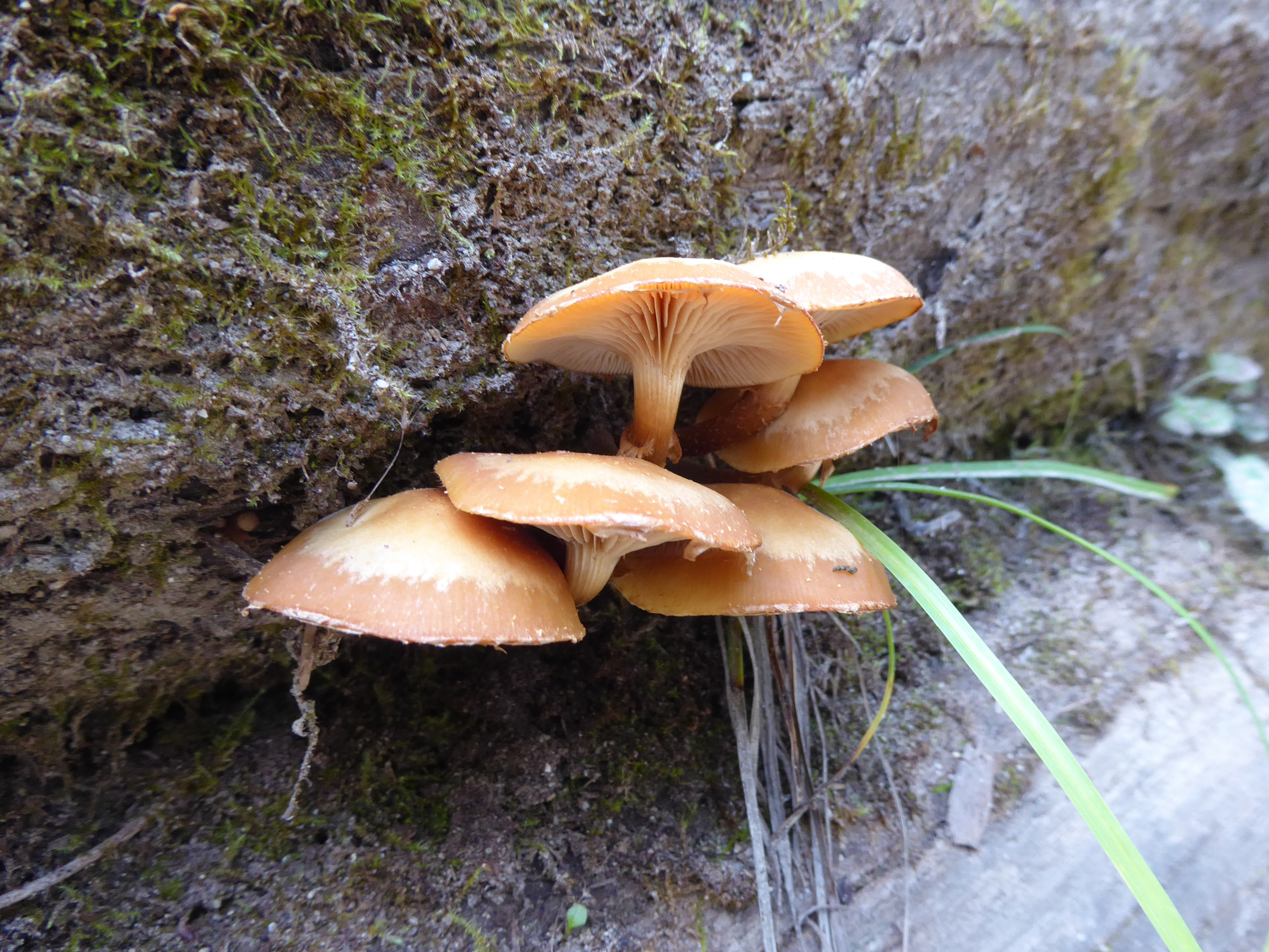 Sheathed Woodtuft (Kuehneromyces mutabilis) cluster growing on mossy wood