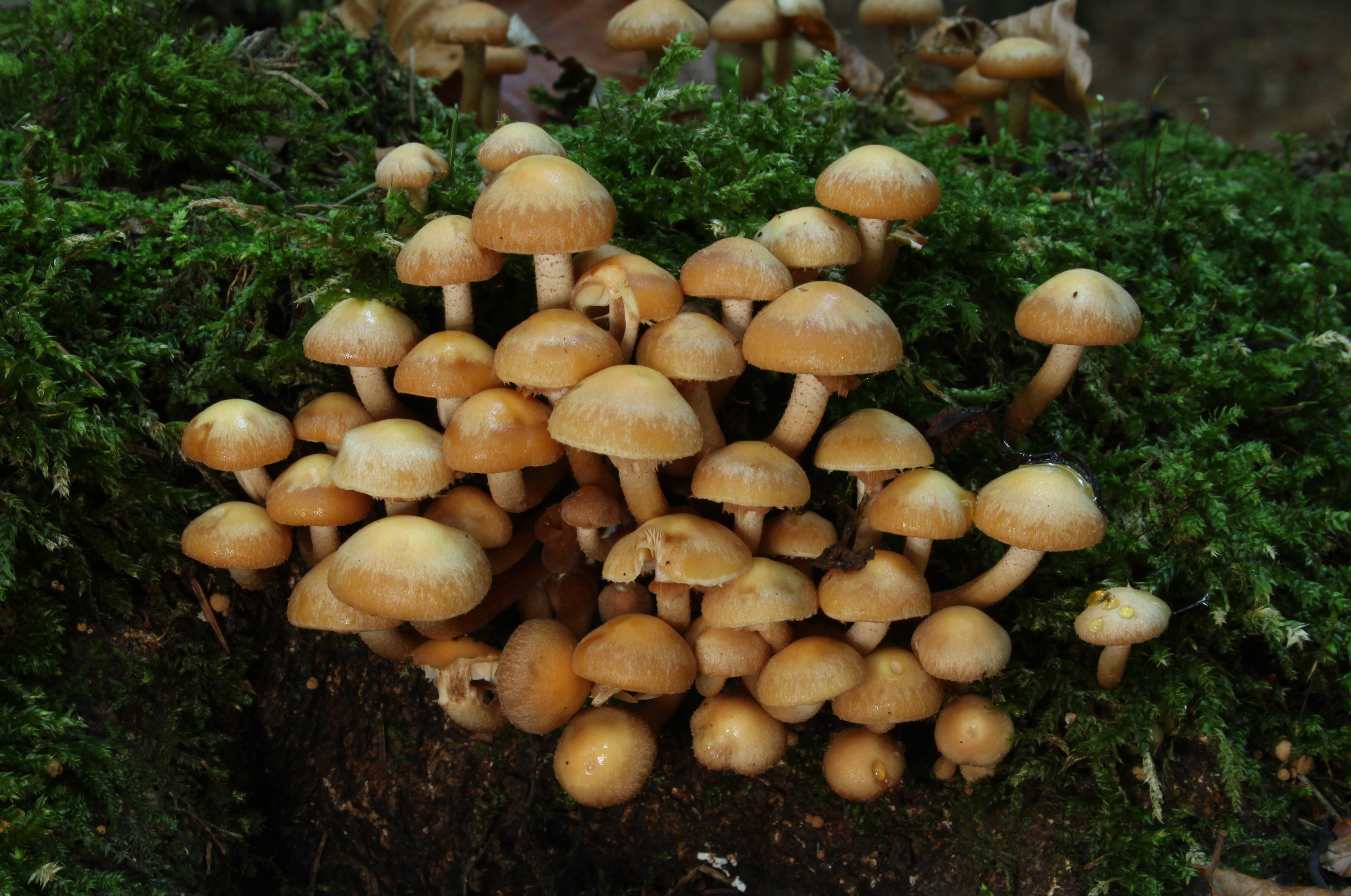 Sheathed Woodtuft (Kuehneromyces mutabilis) dense cluster on stump