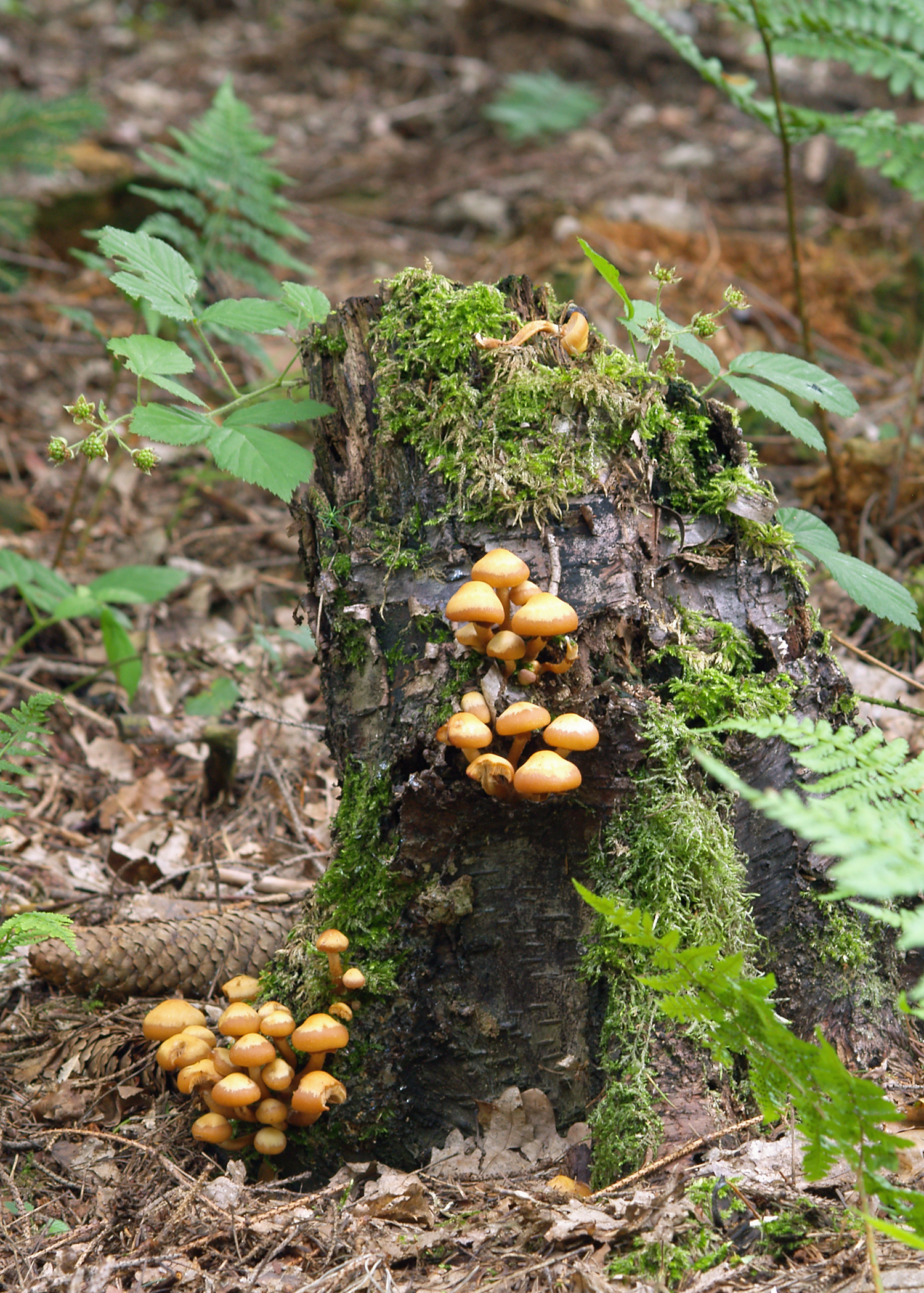 Sheathed Woodtuft (Kuehneromyces mutabilis) fruiting on birch stump in forest