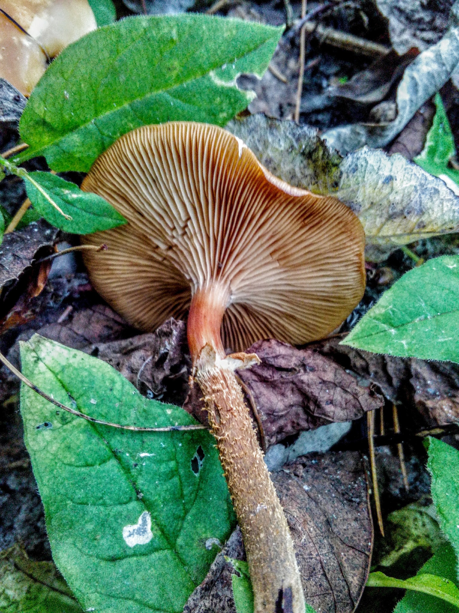 Sheathed Woodtuft (Kuehneromyces mutabilis) underside showing gill detail and scaly stem