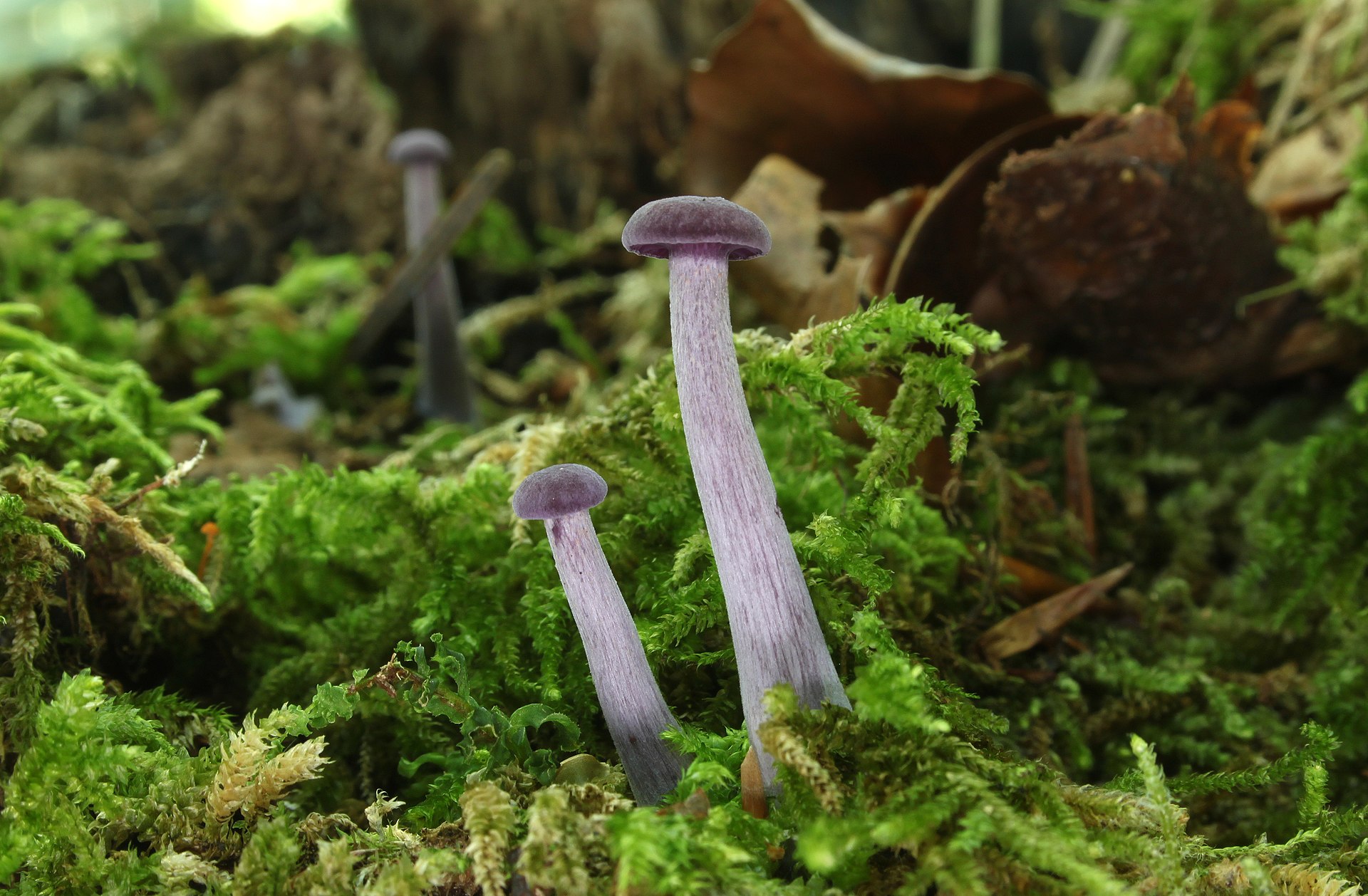 Amethyst Deceiver (Laccaria amethystina)
