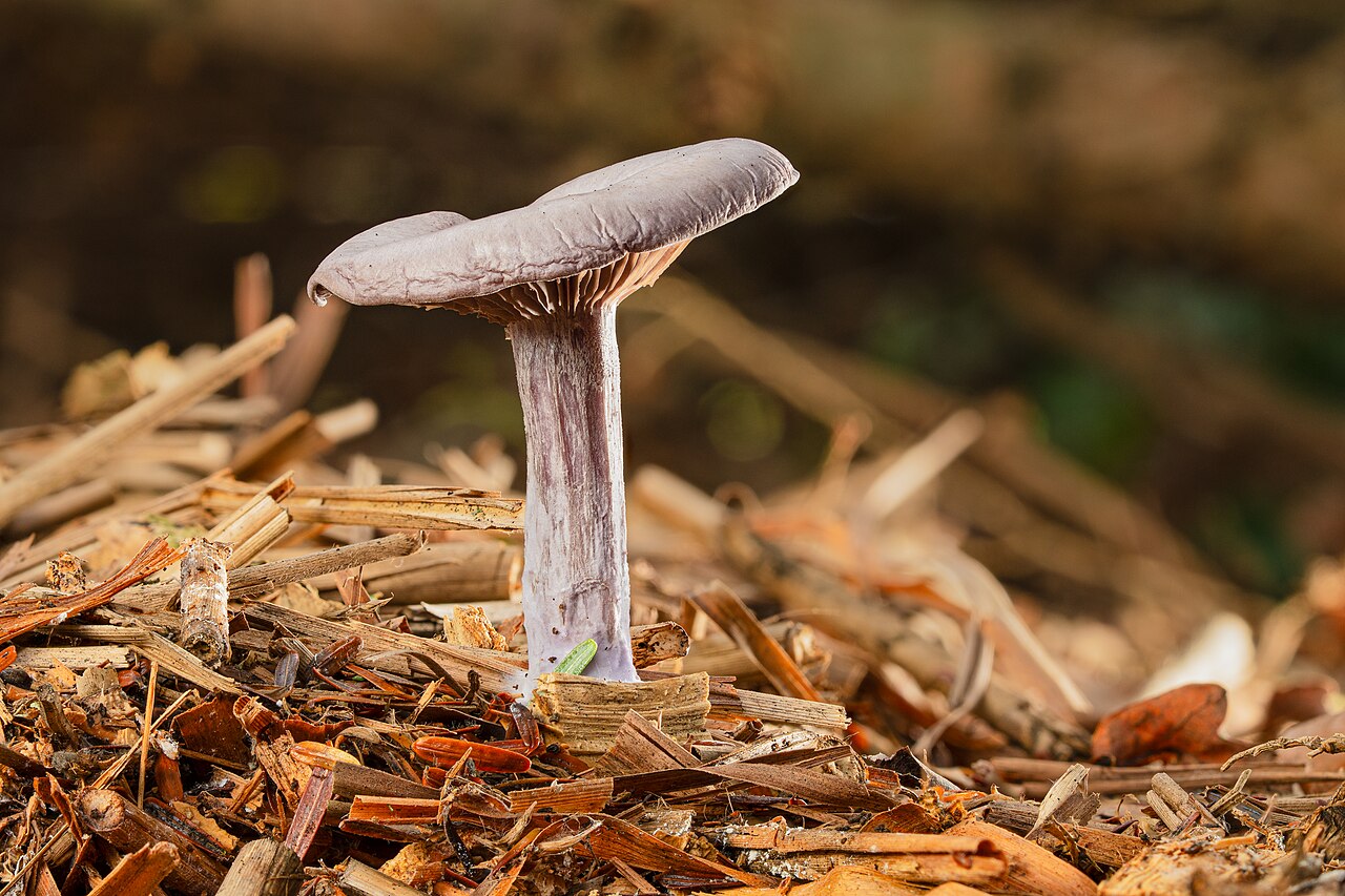 Laccaria amethystina specimen showing deep purple coloration in Hesse, Germany