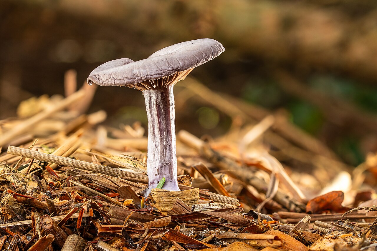 Close-up of Amethyst Deceiver showing widely spaced purple gills and fibrous stem