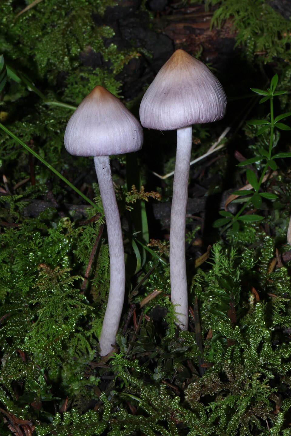 Lilac Fibrecap (Inocybe geophylla var. lilacina)