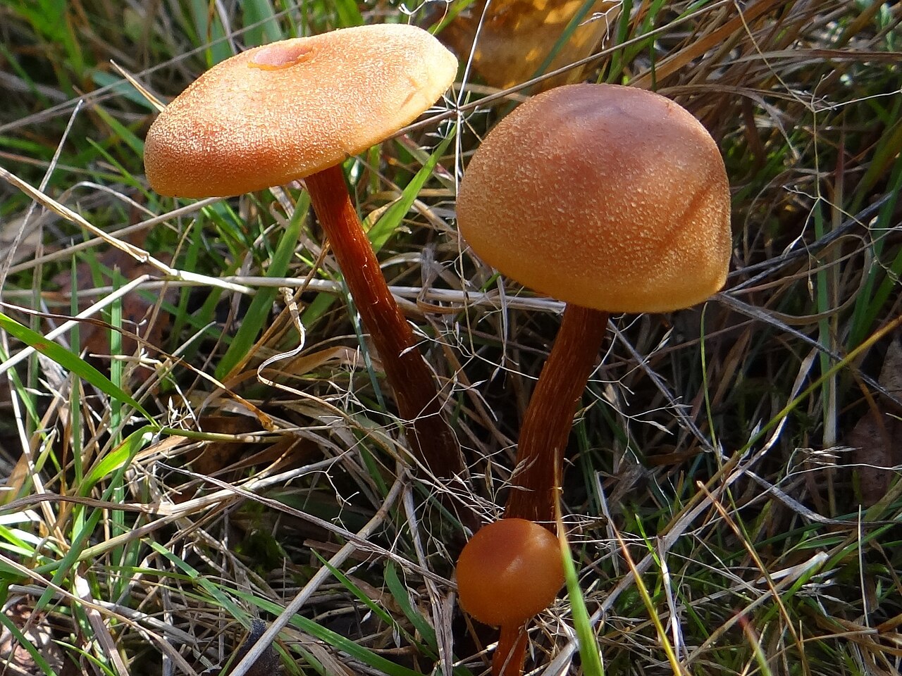 Underside of Laccaria laccata showing widely spaced pinkish gills dusted with white spores