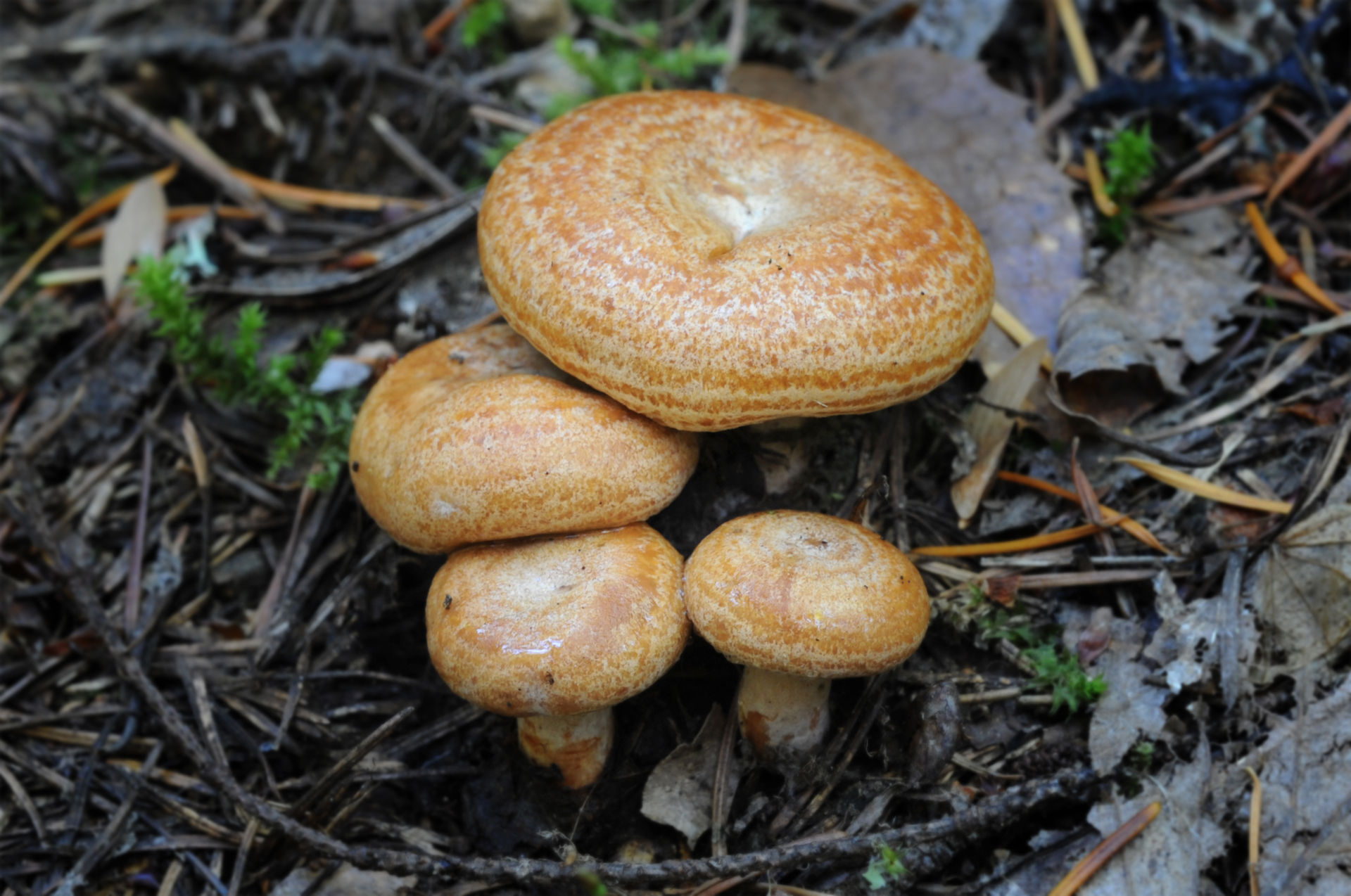 Saffron Milk Cap (Lactarius deliciosus)