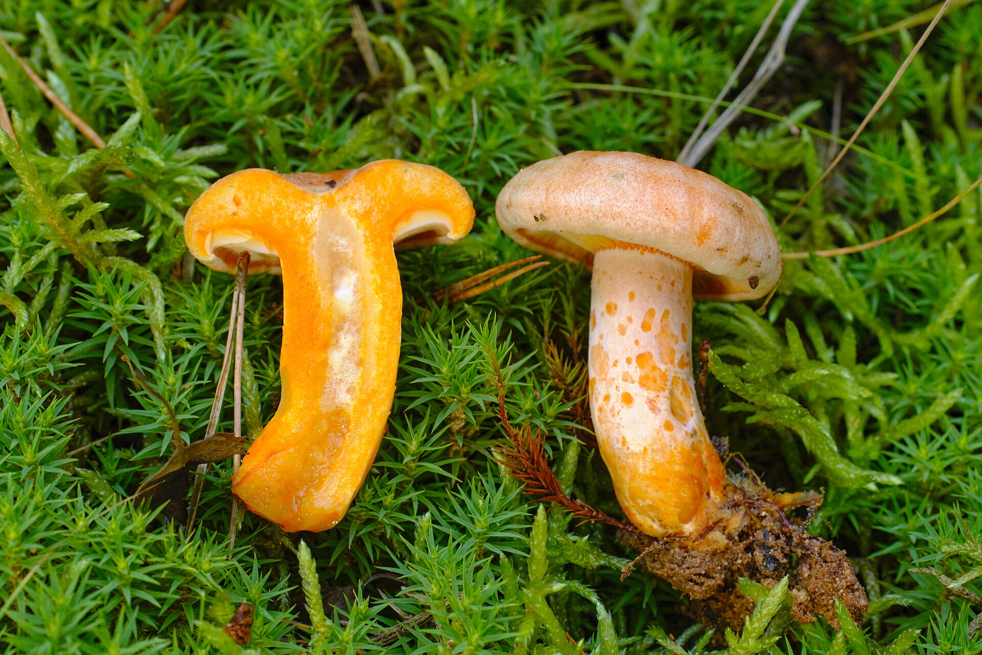 Saffron Milk Cap cap viewed from above showing surface texture