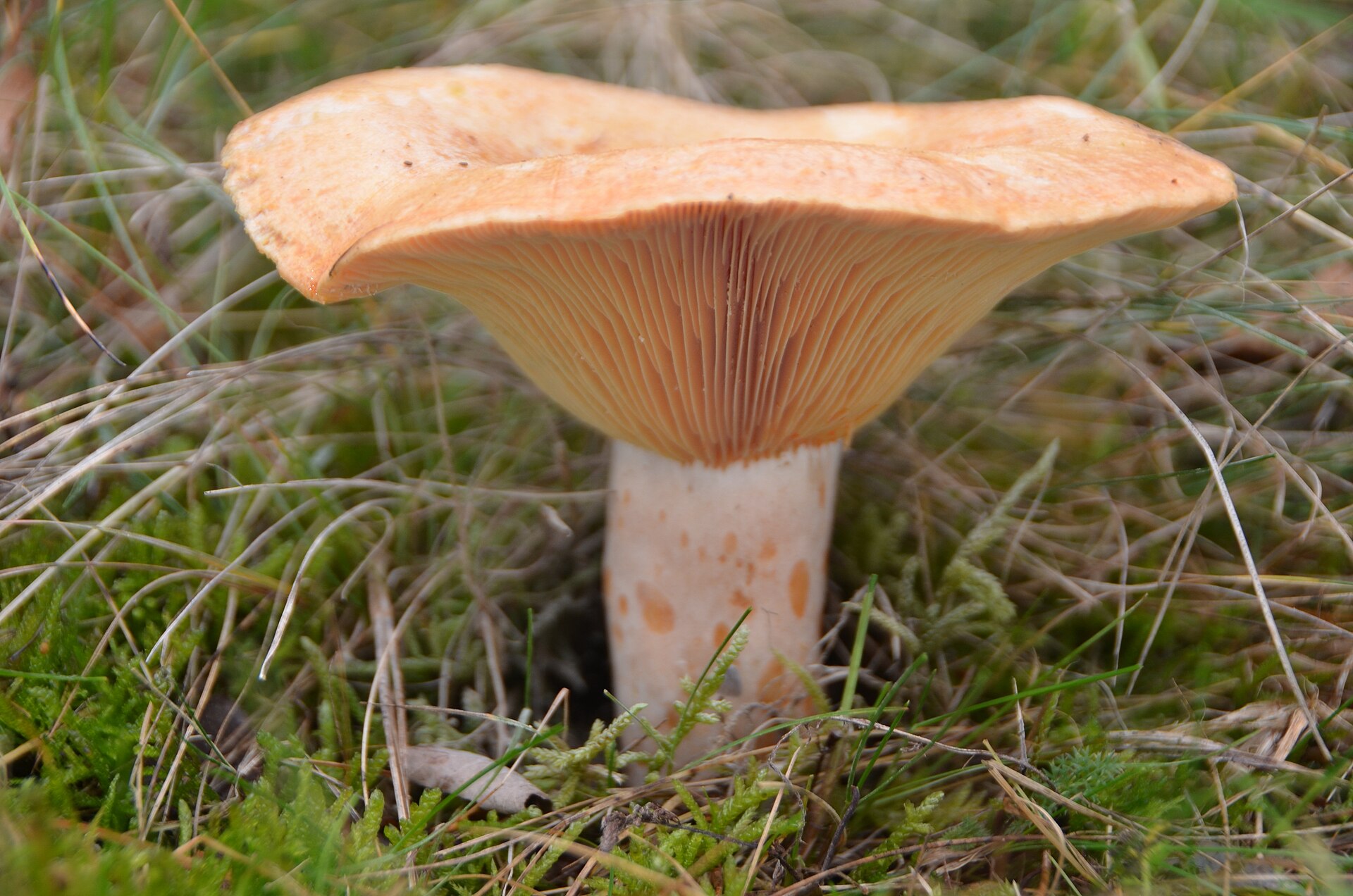 Saffron Milk Cap stem, ring, and base detail