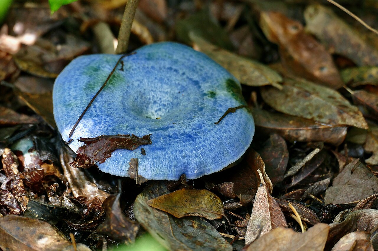 Indigo Milk Cap mushroom photographed in Santa Rosa National Park, Costa Rica