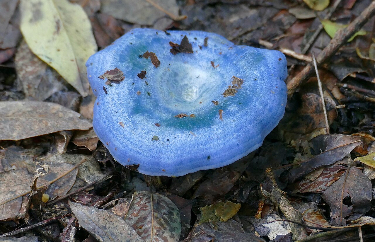 Lactarius indigo growing among leaf litter in Costa Rican forest