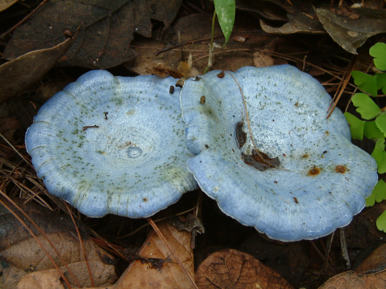 Lactarius indigo specimen from Guatemala showing blue cap and gills