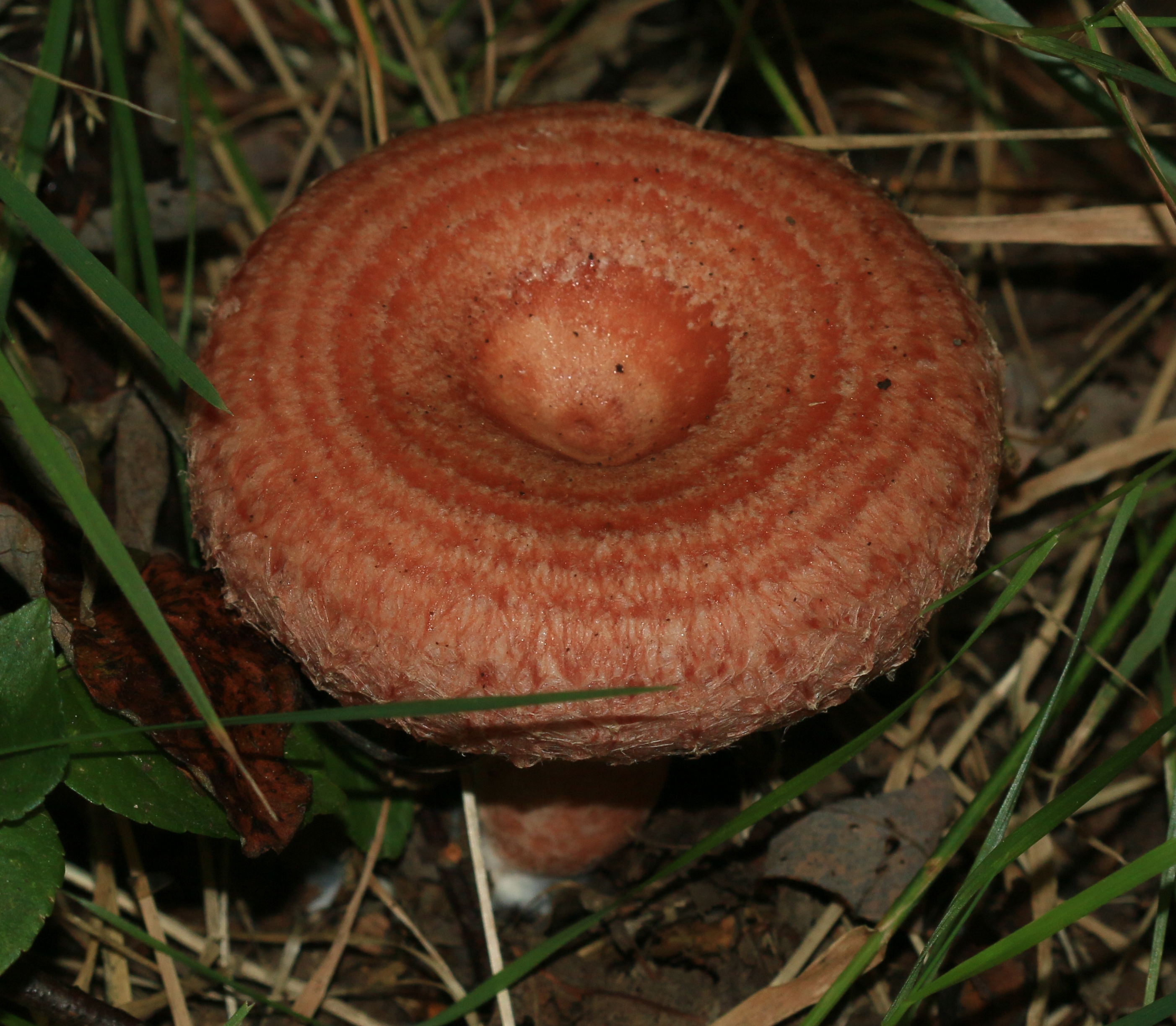Lactarius torminosus Woolly Milk Cap showing distinctive concentric pink zones and shaggy woolly cap margin