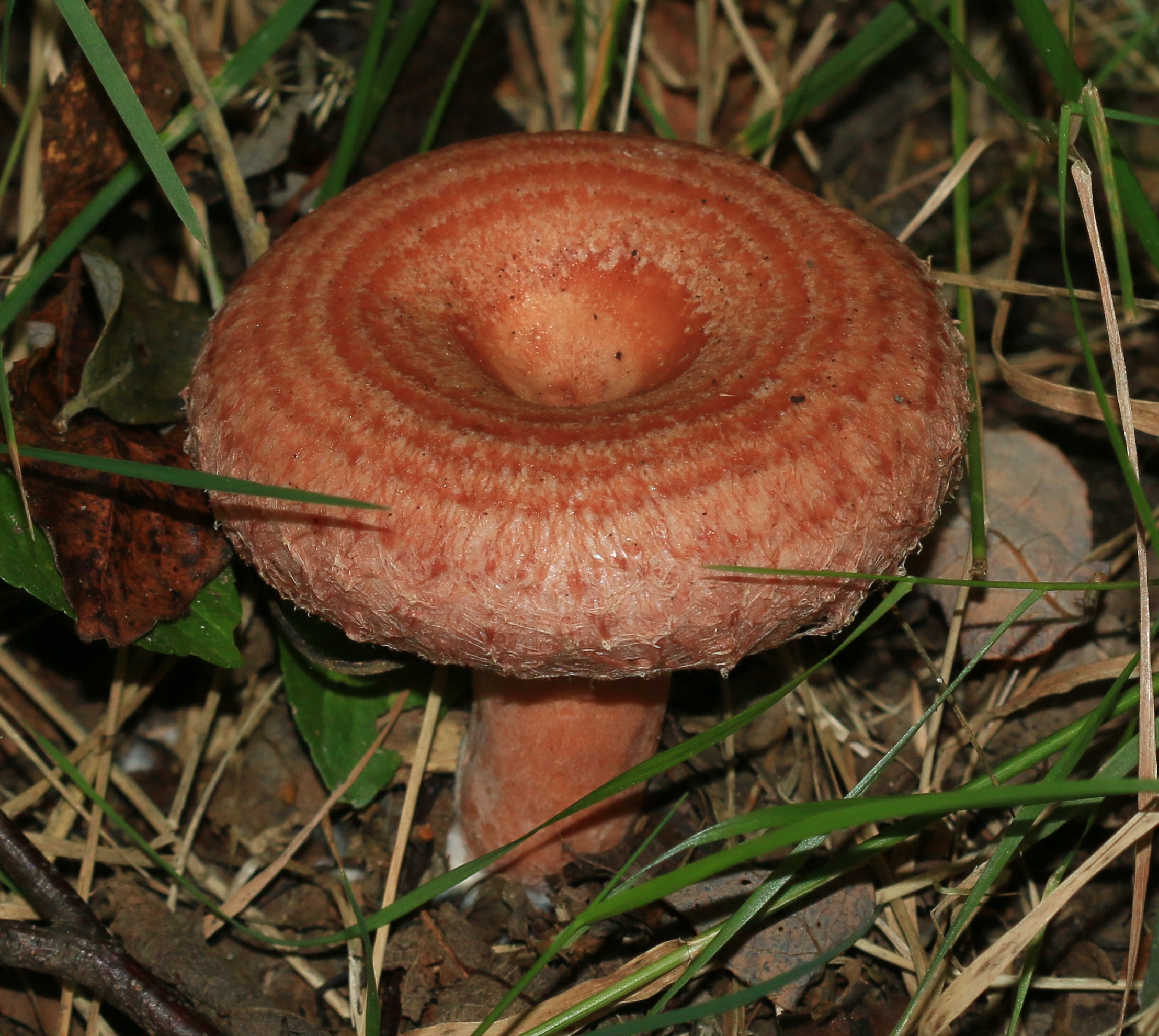Full Woolly Milk Cap specimen showing pink concentric zones on cap and stem in natural habitat