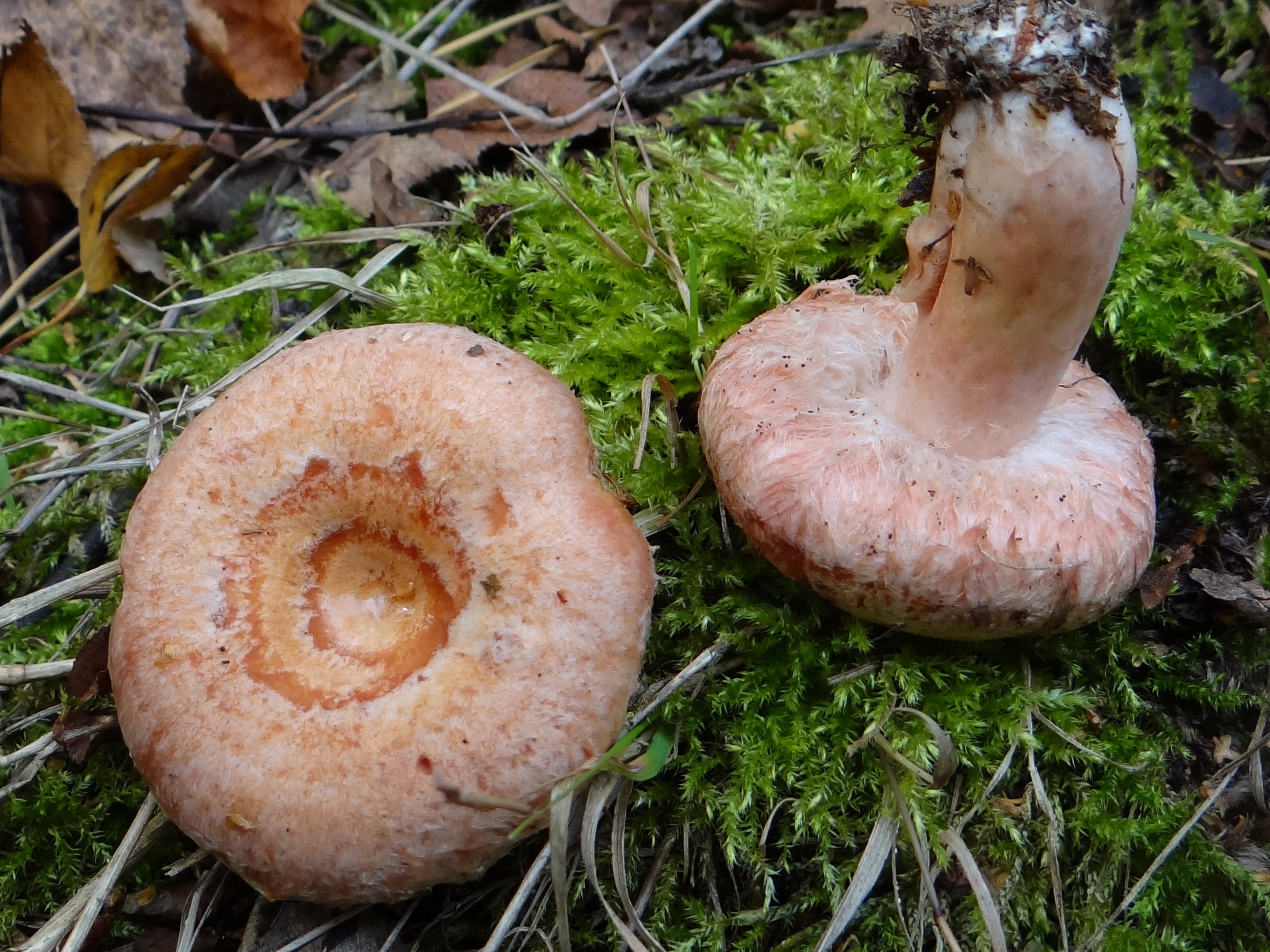 Pair of Lactarius torminosus on moss showing woolly cap margins and concentric pink zones from above