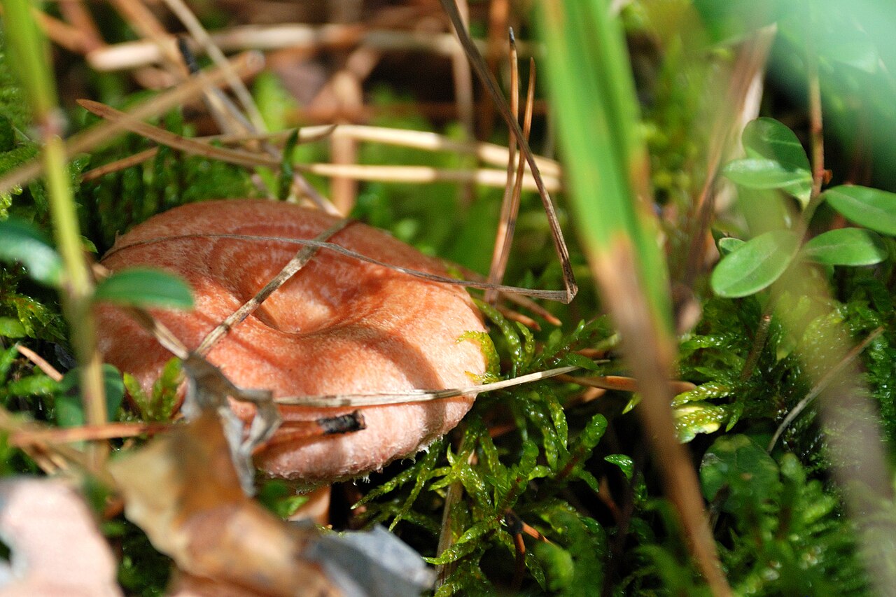 Woolly milk cap mushroom growing among moss and birch roots in natural forest habitat
