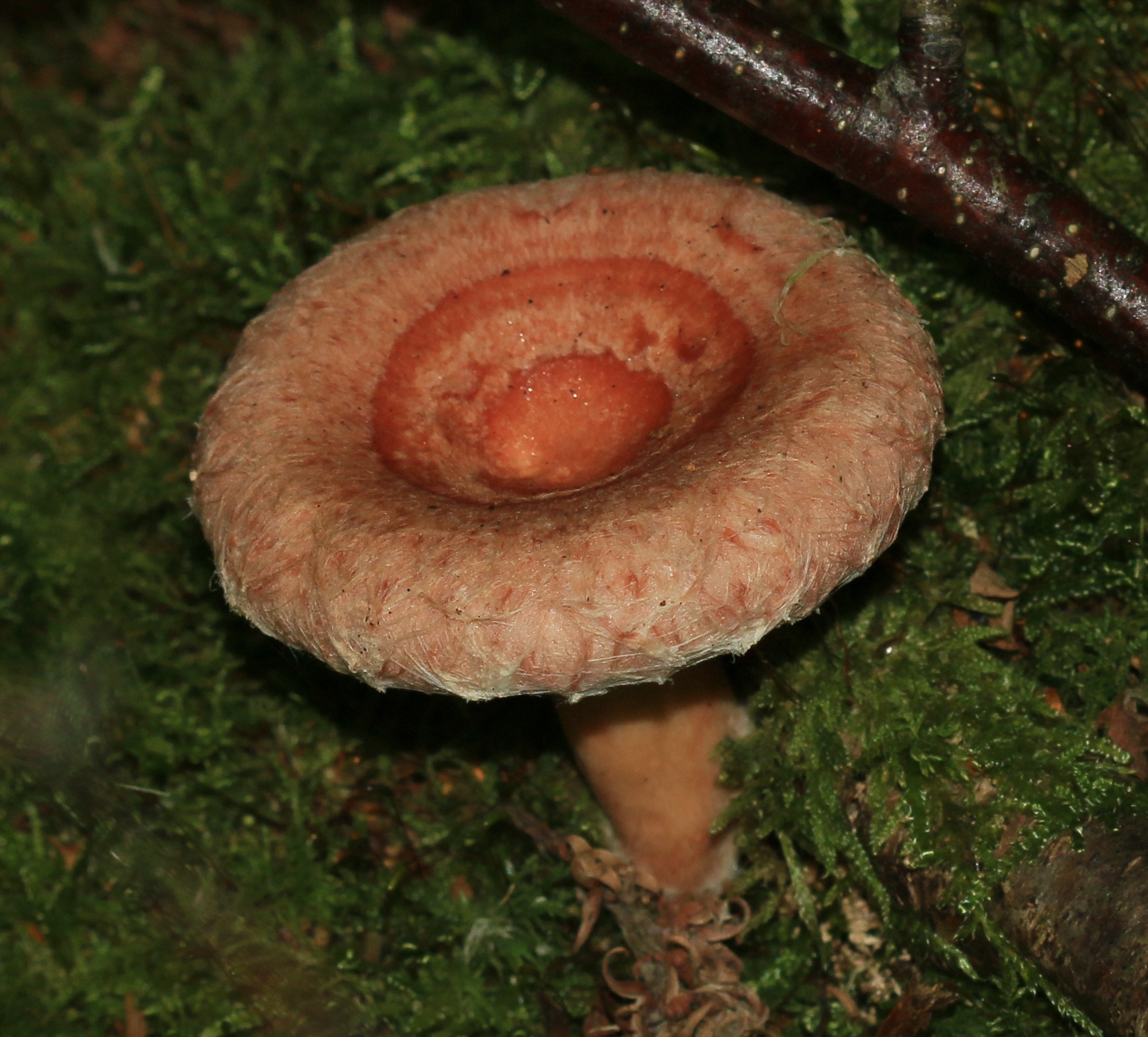 Young Woolly Milk Cap with deep funnel shape showing woolly inrolled margin and pink tones on moss