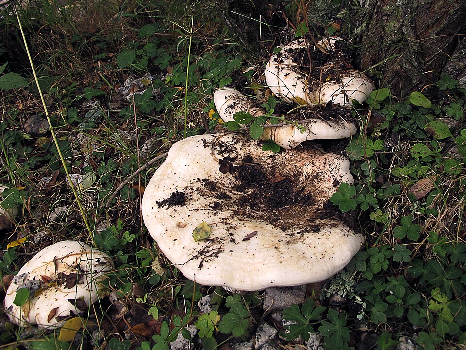 Blushing Milk Cap (Lactarius controversus)