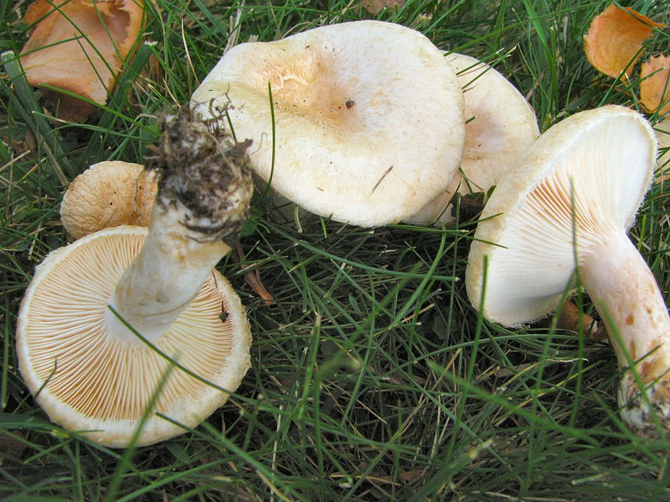 Downy Milk Cap (Lactarius pubescens)