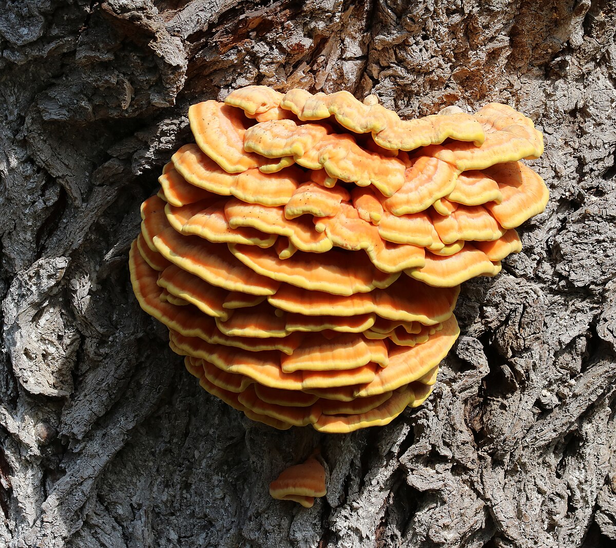 Chicken of the Woods cap detail