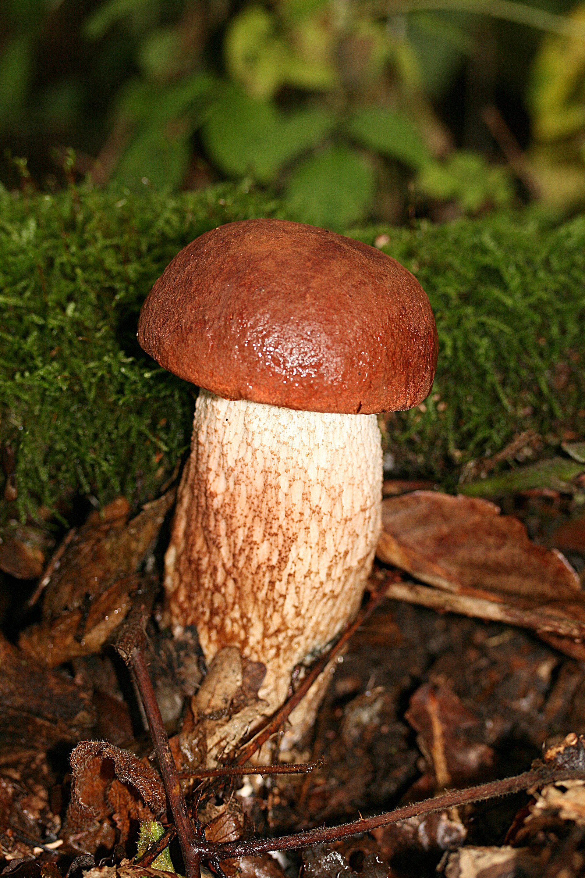 Orange Birch Bolete (Leccinum aurantiacum) wild specimen