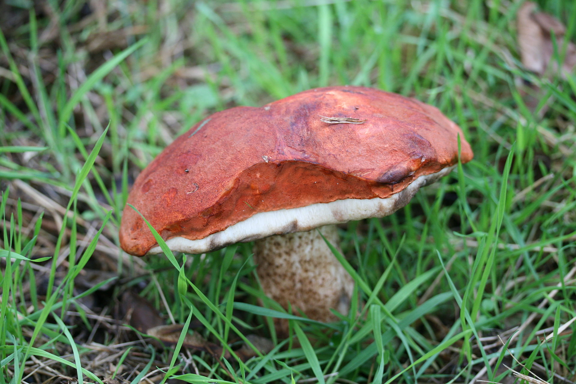 Orange Birch Bolete (Leccinum aurantiacum) wild specimen