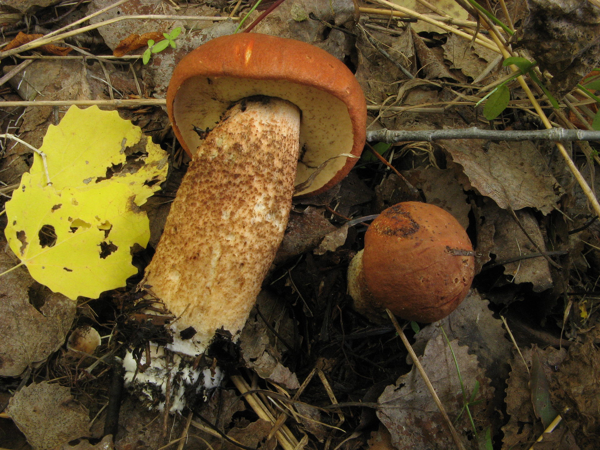 Orange Birch Bolete (Leccinum aurantiacum) wild specimen