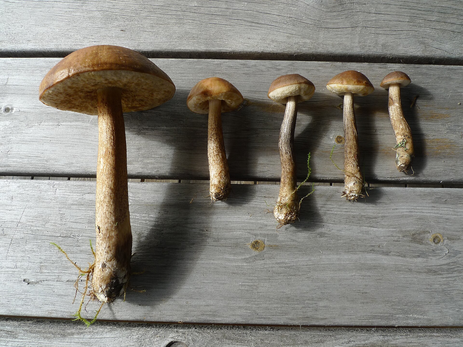 Brown Birch Bolete growing in natural habitat