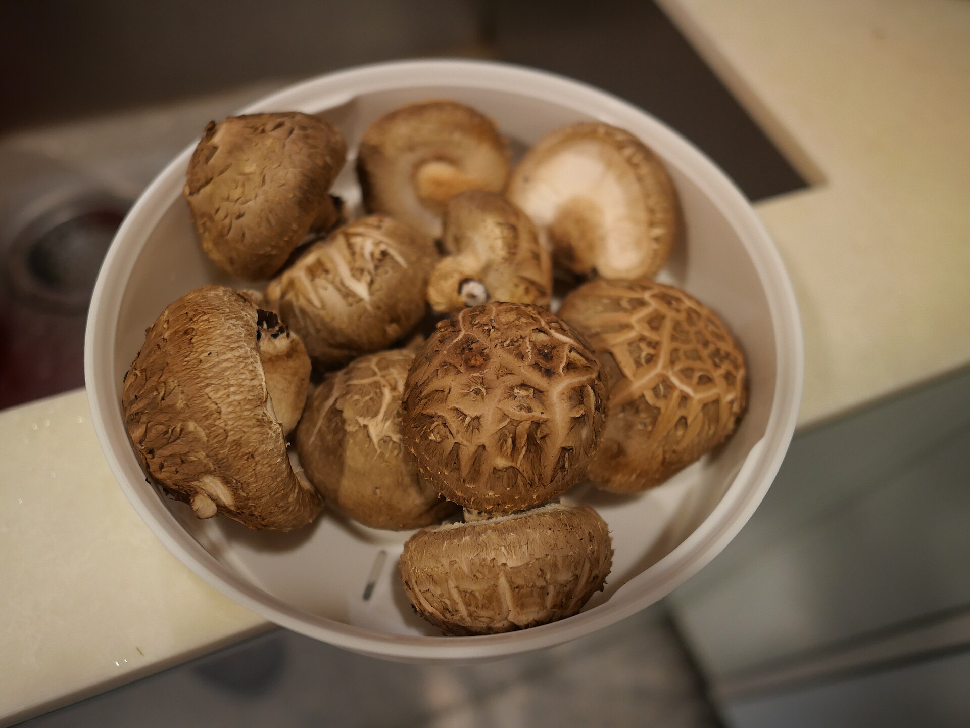 Shiitake (Lentinula edodes)