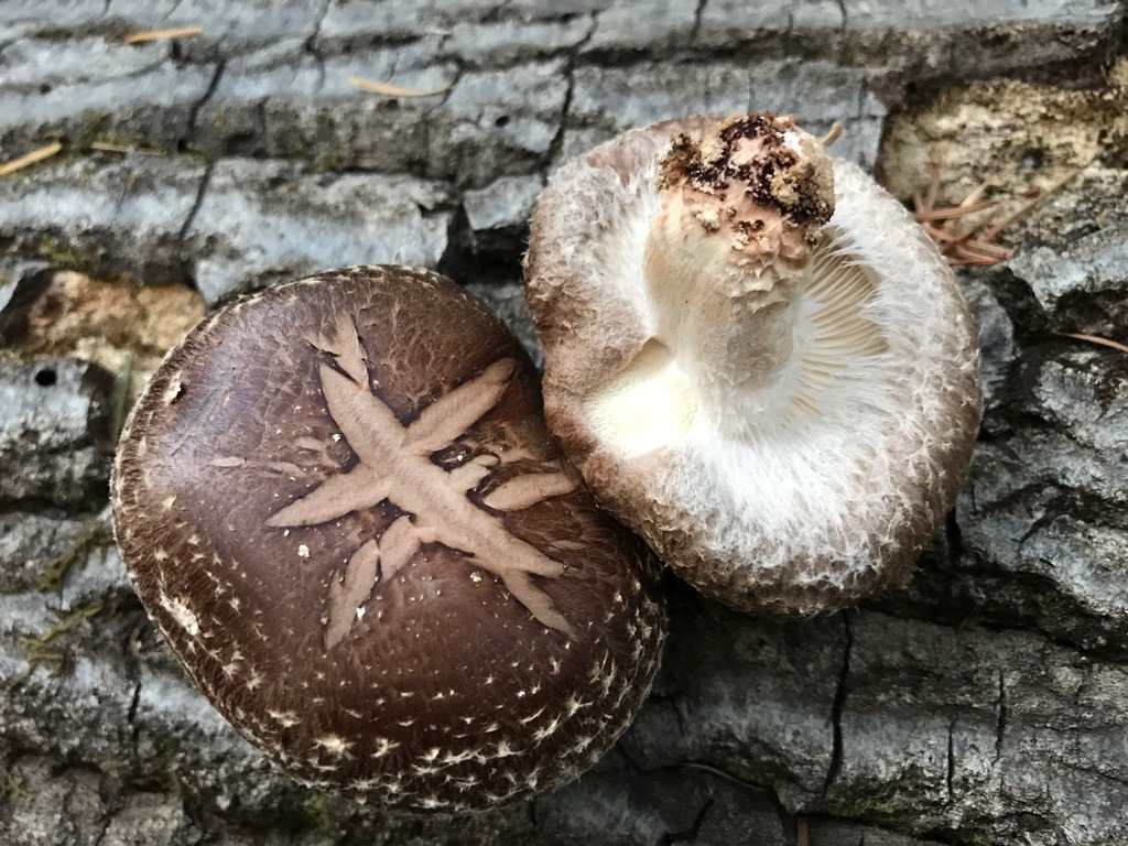 Shiitake (Lentinula edodes) fruiting on a log showing cap and gill detail