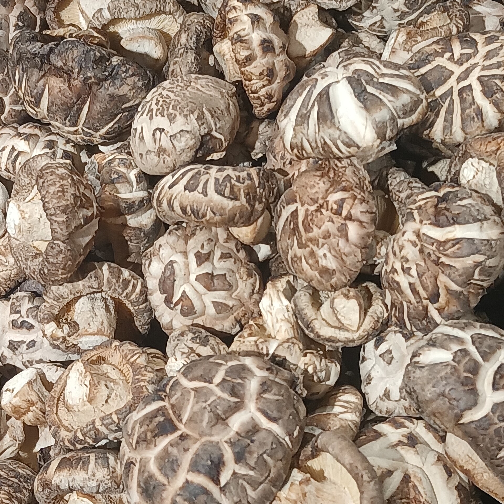 Shiitake growing in natural habitat