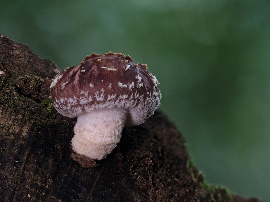 Shiitake (Lentinula edodes) single specimen fruiting on a mossy log in forest