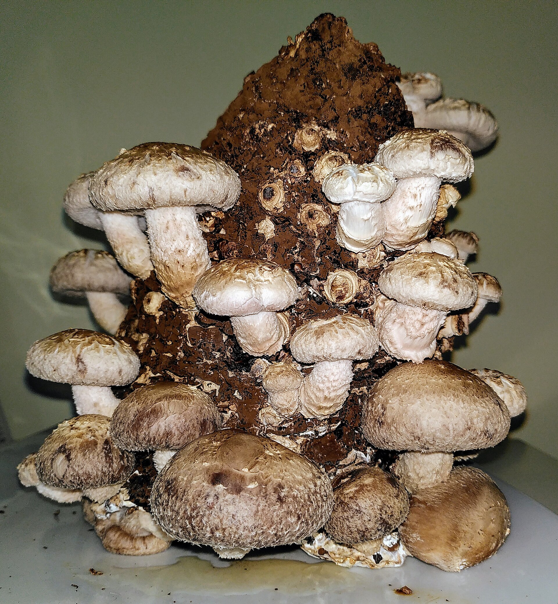 Shiitake (Lentinula edodes) wild specimen