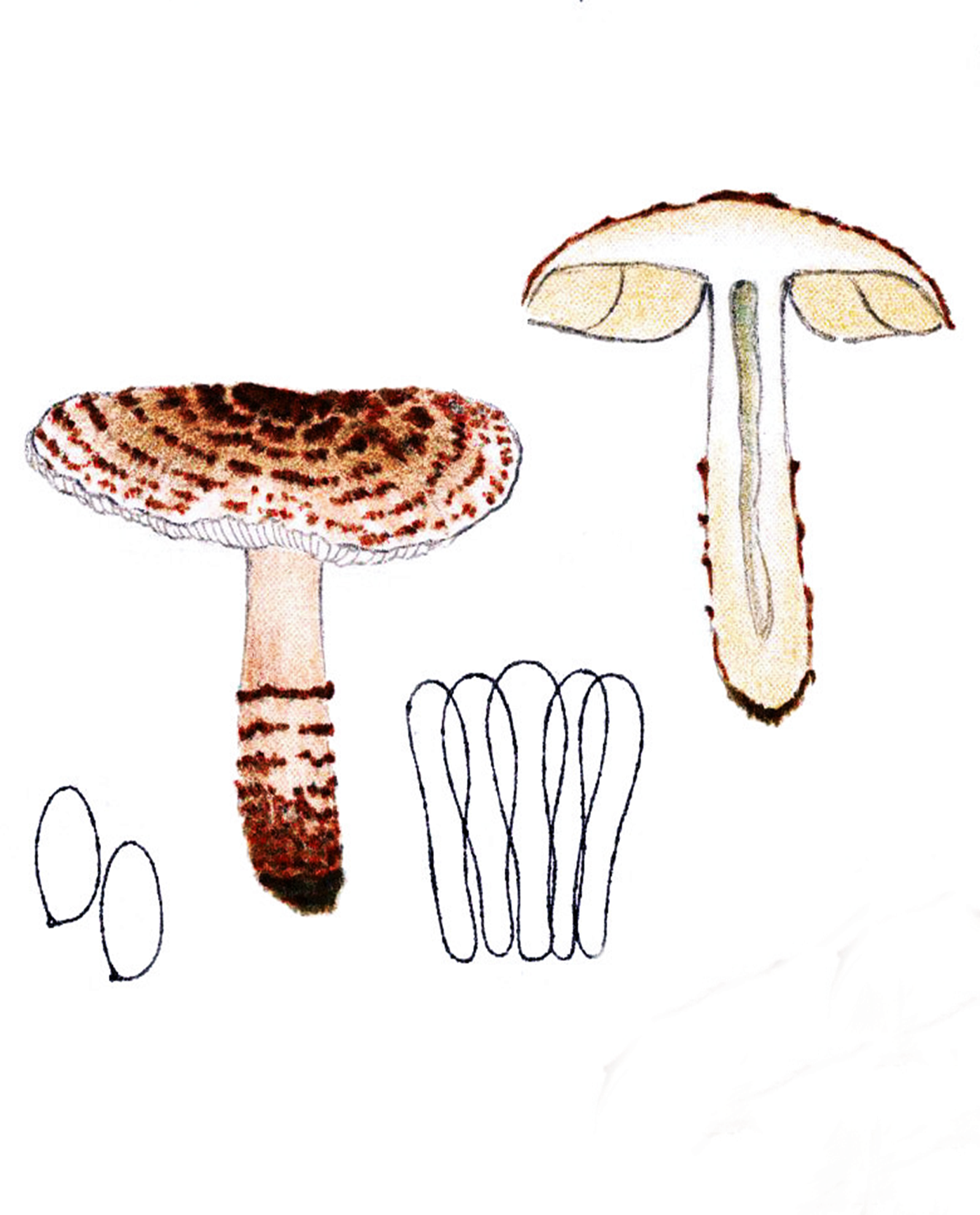 Deadly Dapperling (Lepiota brunneoincarnata) wild specimen