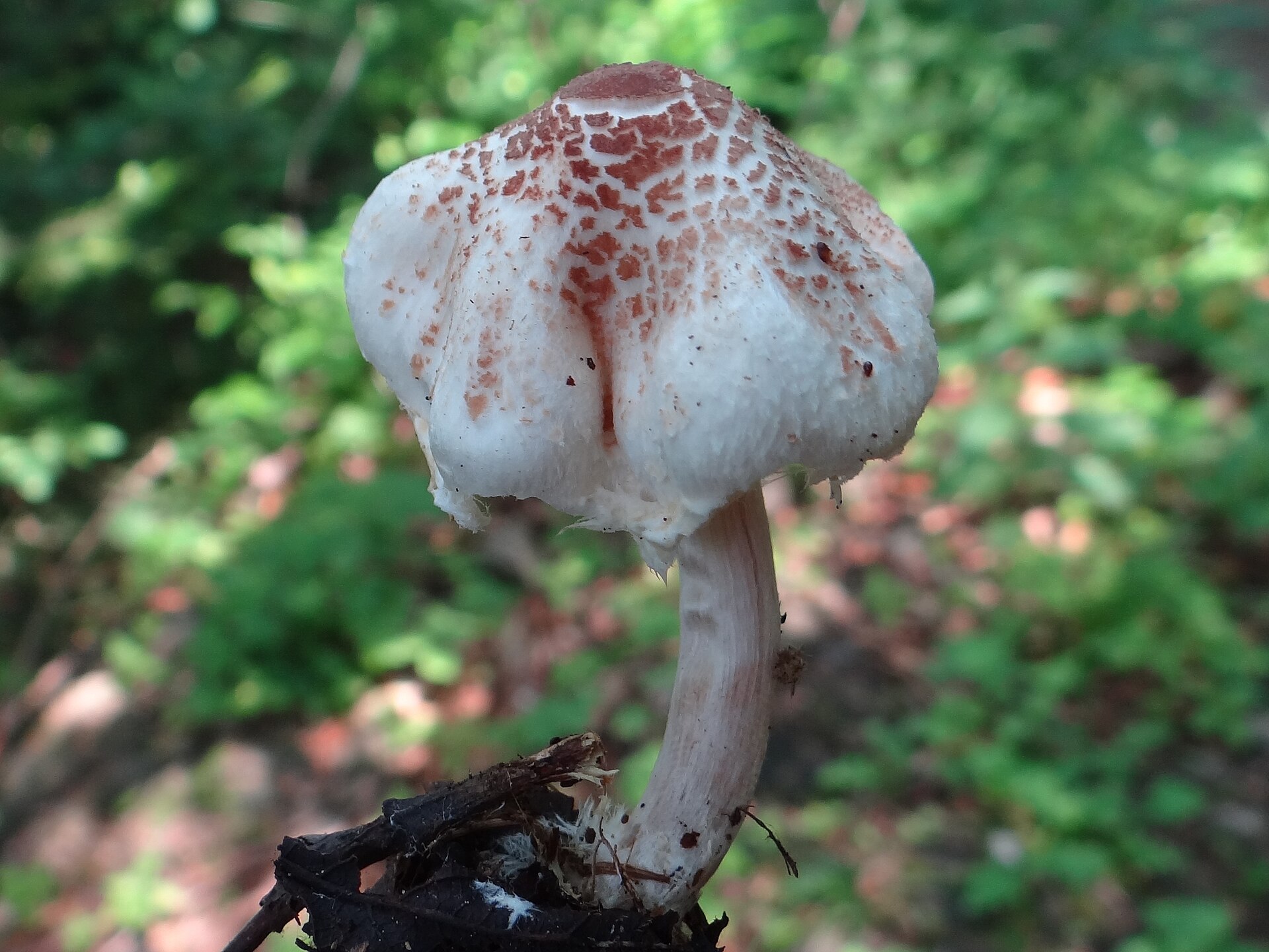 Stinking Dapperling (Lepiota cristata) wild specimen